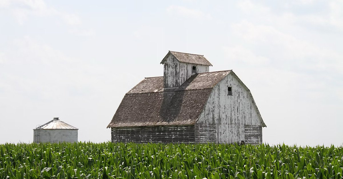 Iowa barn surrounded by corn fields